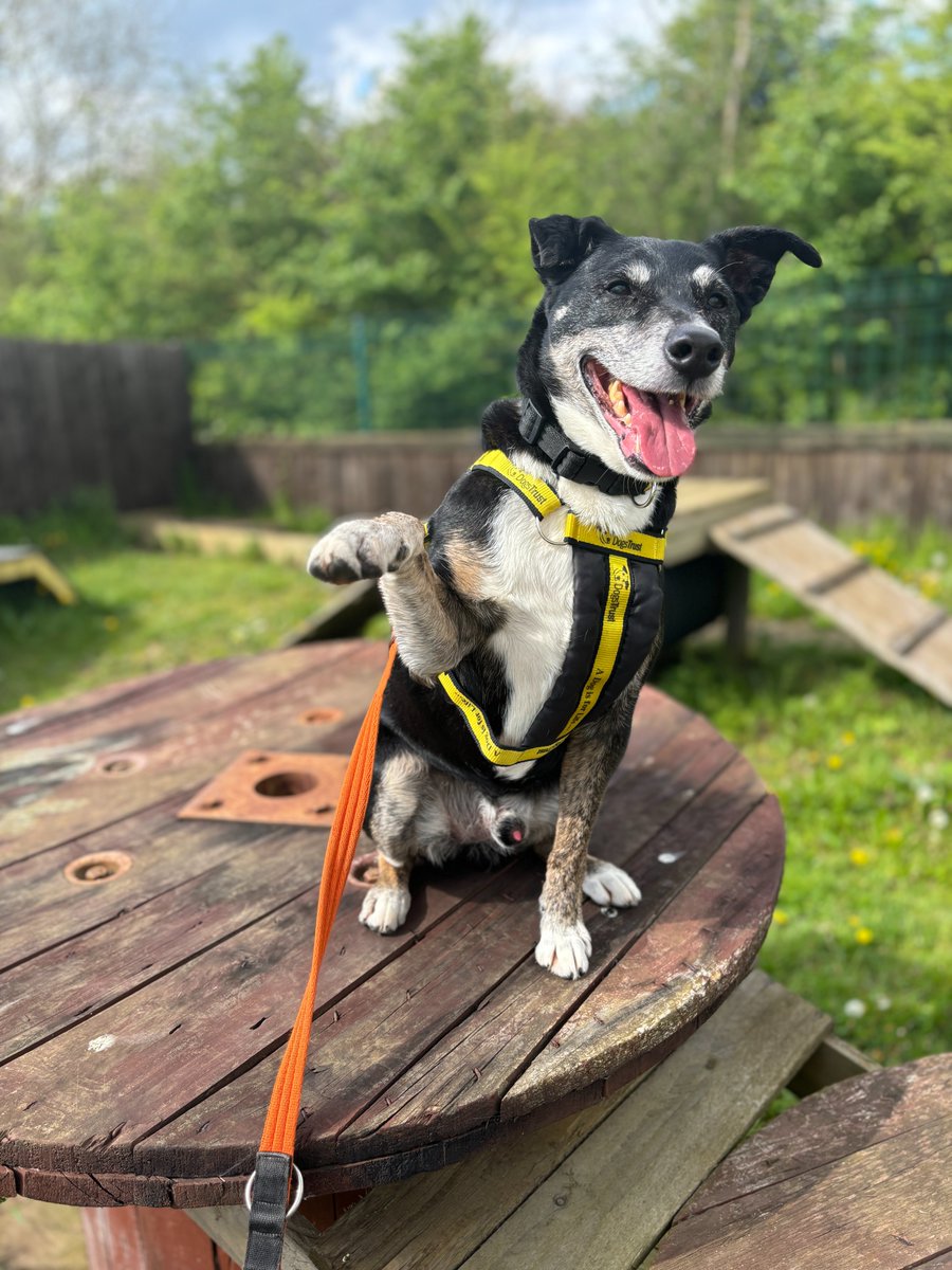 Little mid week wave from our boy Chester 💛 dogstrust.org.uk/rehoming/dogs/… #DogsTrust #AdoptDontShop #DogsTrustLoughborough