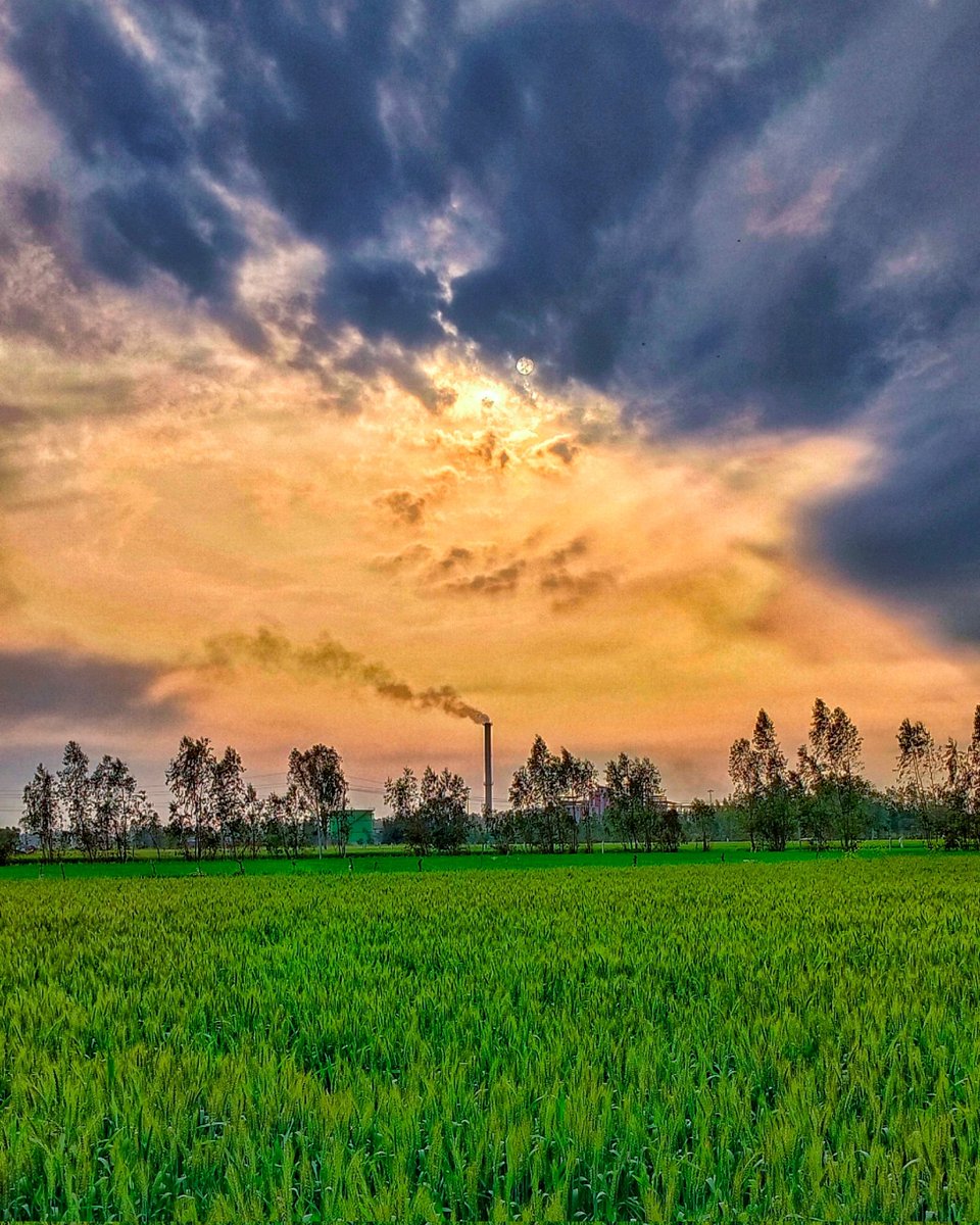 ArshilS72216755's tweet image. #ShotOniQOO | Golden Hour Magic&apos;

#FeatureMeOnSocial #iQOOZ75G @IqooInd @nipunmarya @parakram_h