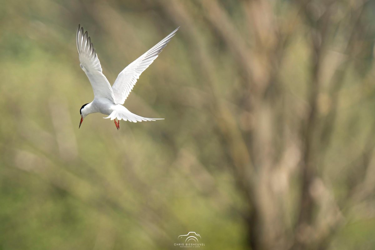 Goedemorgen, naast fruitperceel <a href="/kolkenbosch/">Kolkenbosch</a> is het een paradijsje voor de natuur. Zie hier de visdief die daar vanochtend vroeg aan het jagen was,..