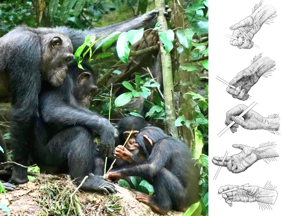 High school for chimps? A study of #StickTool use in wild #chimpanzees by @MathMalherbe &co @TaiChimpProject reveals a prolonged time for cognitive assimilation, suggesting retention of #learning capacities into adulthood #PLOSBiology plos.io/4b6xW6h
