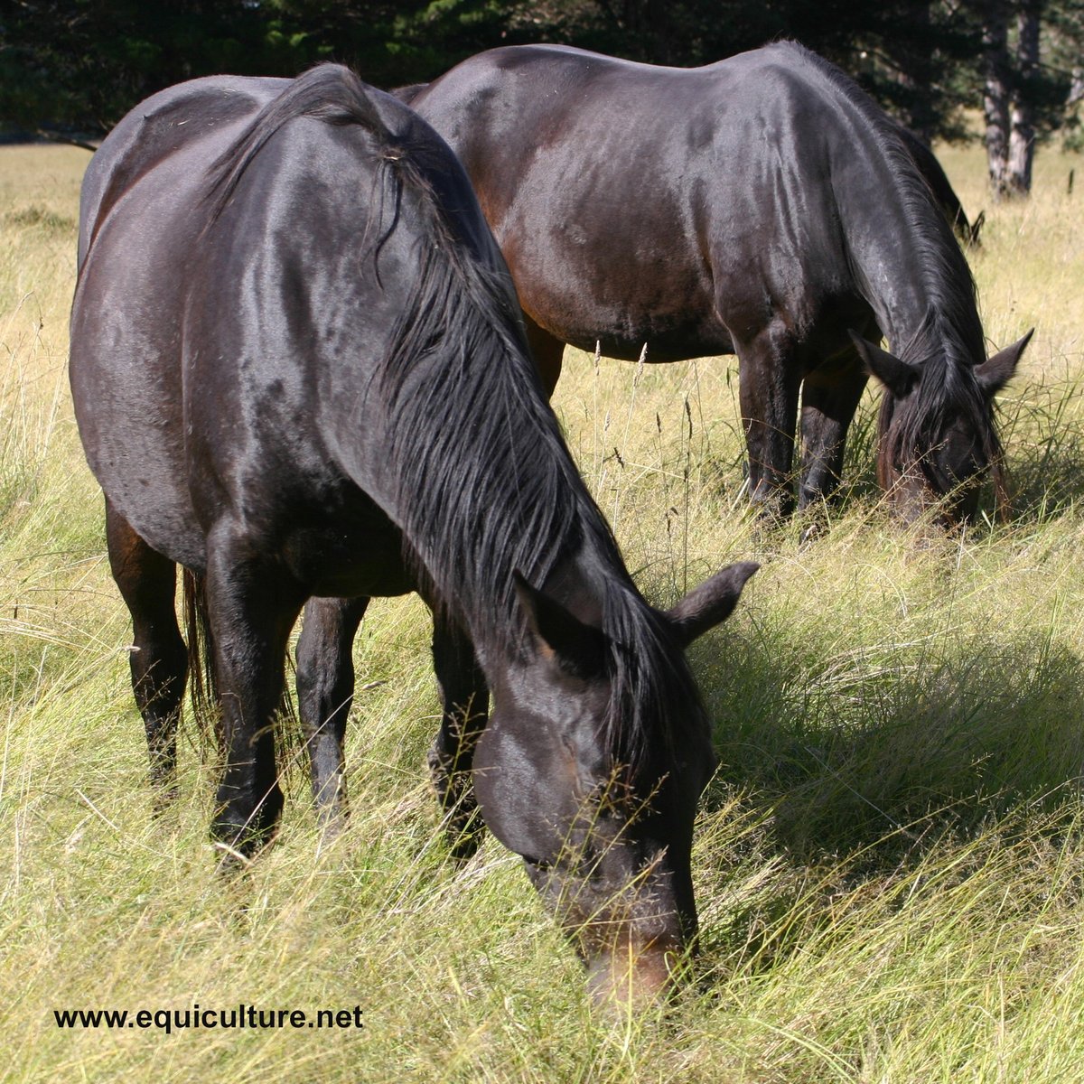In conjunction with the Tyne Rivers Trust. 
Healthy Horse, Healthy Land, Healthy River Workshop
We would like to invite you to a special equine event exploring topics designed to improve the health of your horses, your land, and the river environment.
Find out more here:
