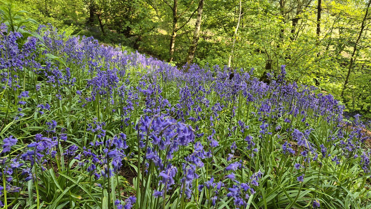 Perfect dappled early #morning light on the (nearly finished, for this year) bluebells in the #Outwoods #Charnwood #Loughborough 🪻🌿