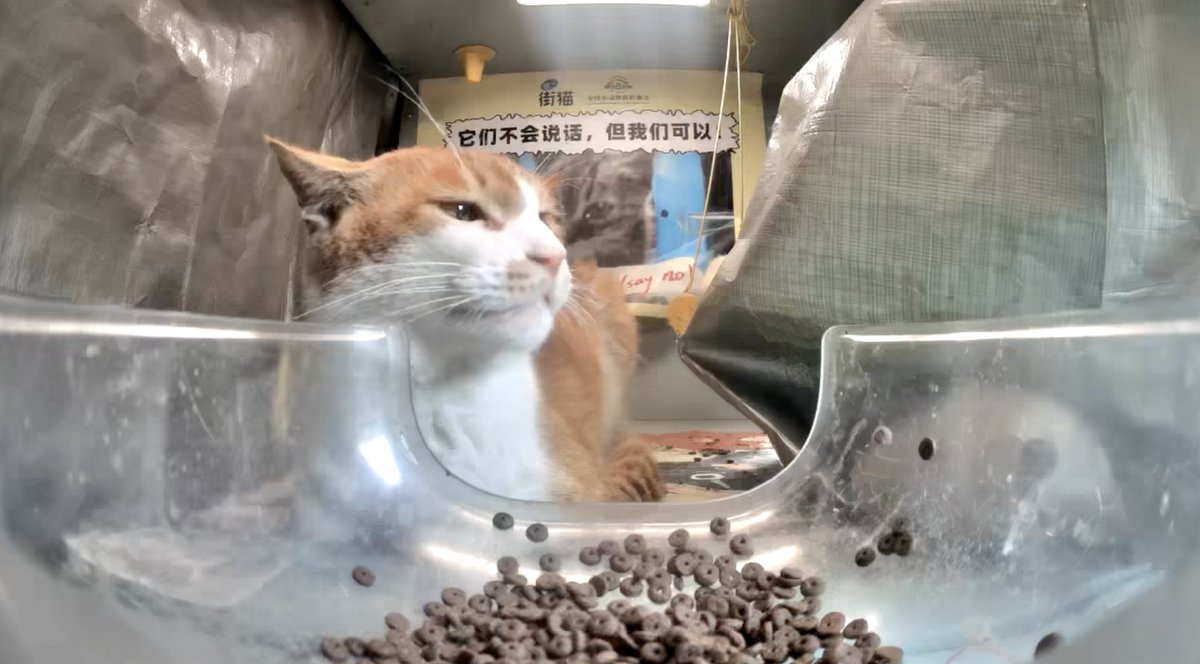 DEV HİZMET

Japonya'daki sokak kedilerini besleyen otomatik mama kaplarındaki kameralara ulaşabilirsiniz

meow.camera