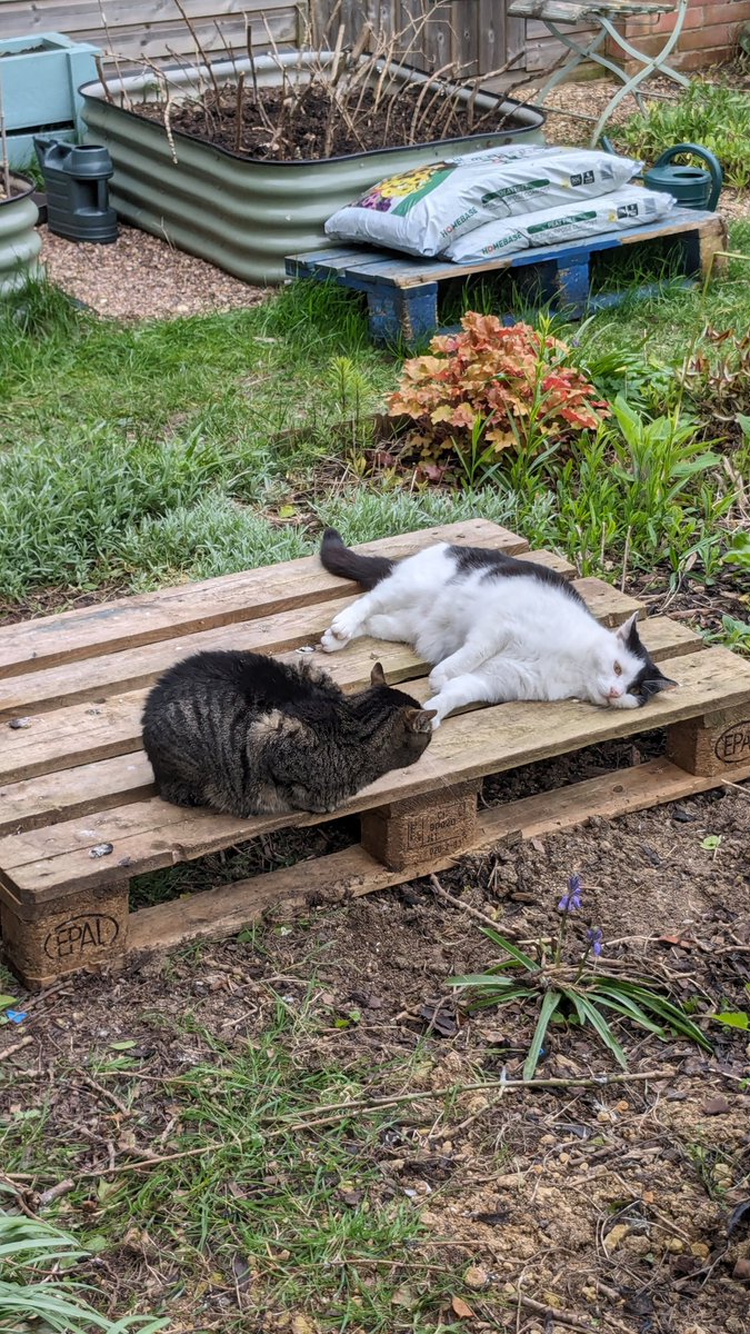 Unusual to see these two cats on a pallet. Together. So I thought I would use them to publicise #Stamford #RecordFair, coming up on Sat 18th May. One of these two looks a bit more relaxed than the other.