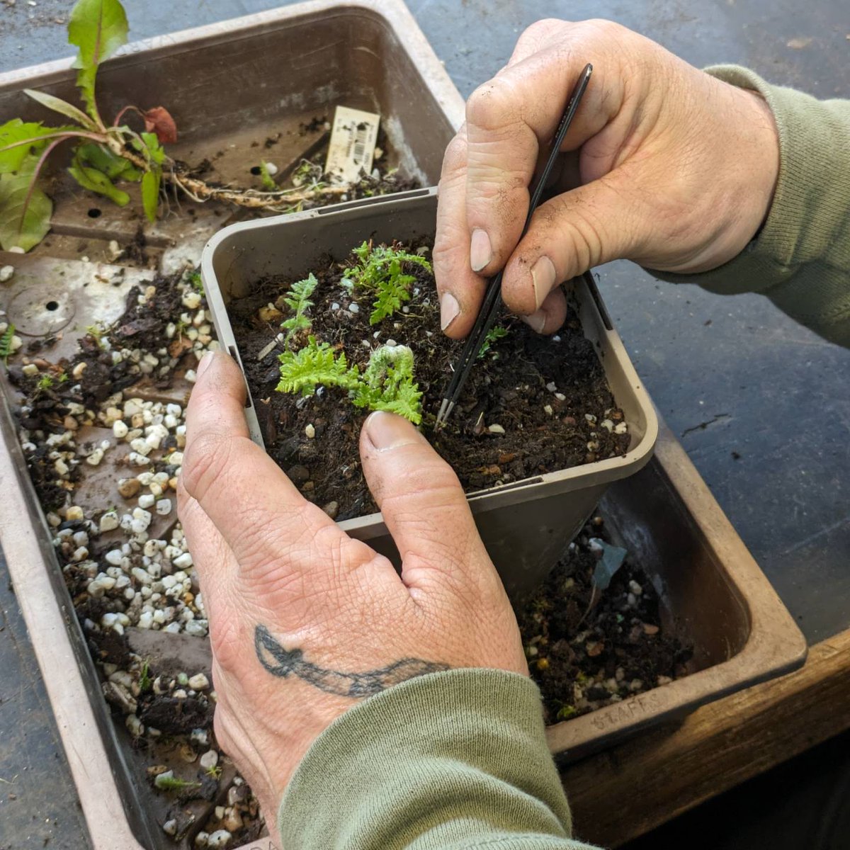 From tree planting to tweezer weeding! Our wonderful volunteers are keeping the Woodsia really clean to make sure we aren't translocating any exotic weeds into the wild when it comes to planting. 
#ScottishPlantRecovery #NatureRestorationFund @NatureScot @ScotGovNetZero