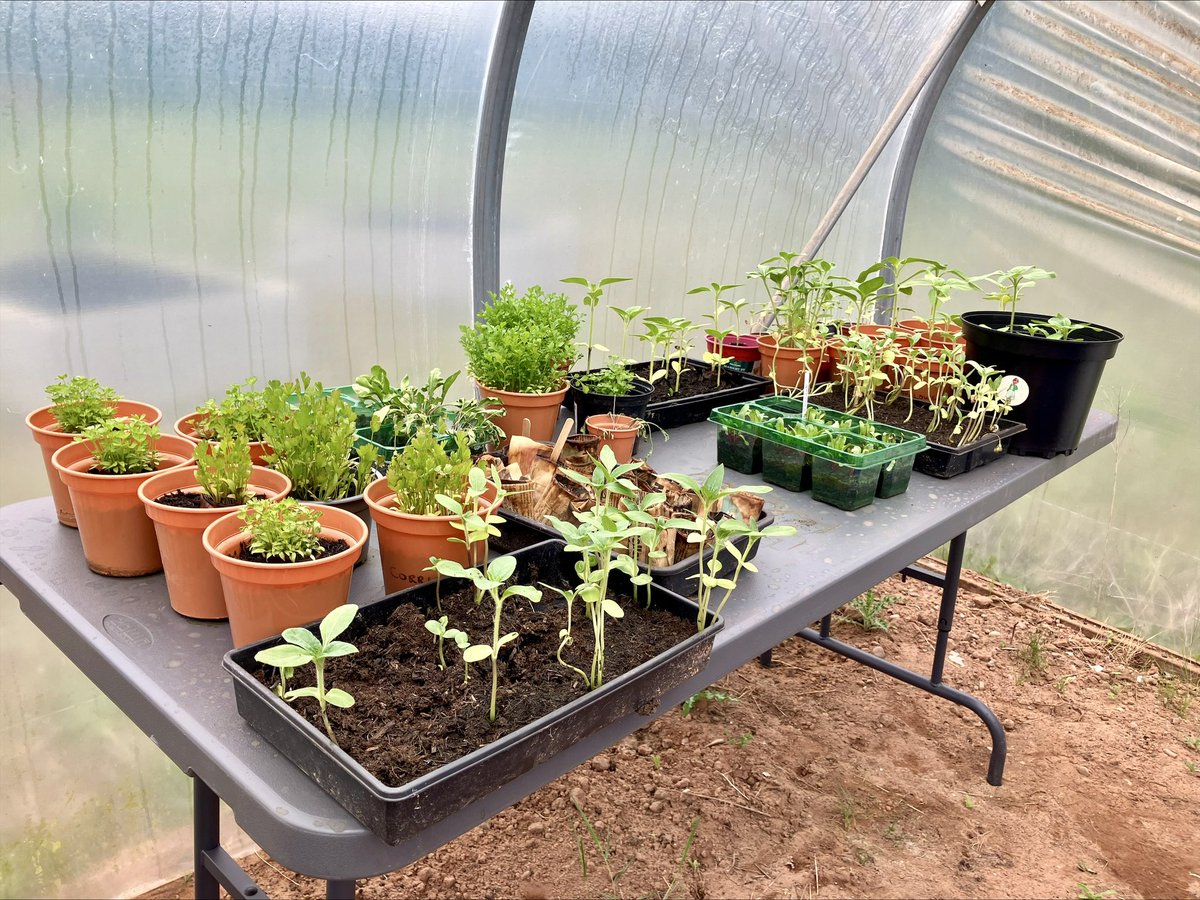 It was our garden group @sherwoodoaksmhu allotment yesterday morning. We continued planting seeds and maintaining what has already begun to grow 🌱@AHPsNottsHC @NottsHealthcare #takenotice #greenerAHP