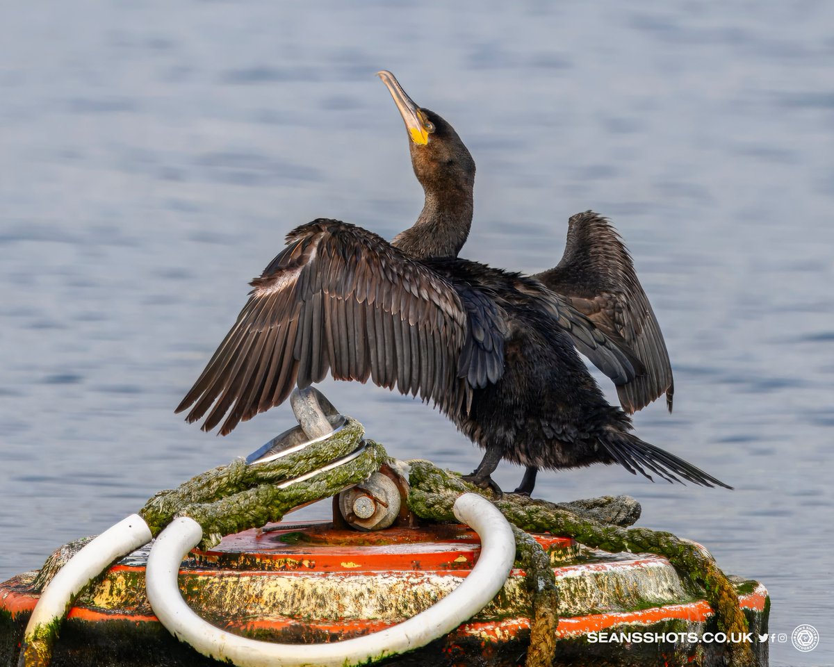 Sun Worshipper-A Cormorant dries it's feathers in the sun. Did you know that it's feathers aren't waterproof which aids diving when hunting for food. So when they come out of the water they have to dry them by holding them out #manxnature #closertonature @Natures_Voice