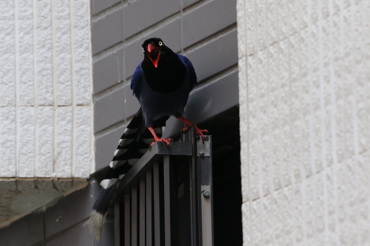 Taiwan blue magpie 台灣藍鵲 the benefit of living in this part of Taipei : getting to see these blue beauty up close on a daily basis the con of living in this part of Taipei : getting wake up by them on a daily basis photo taken from my bedroom window #Taiwan #birds