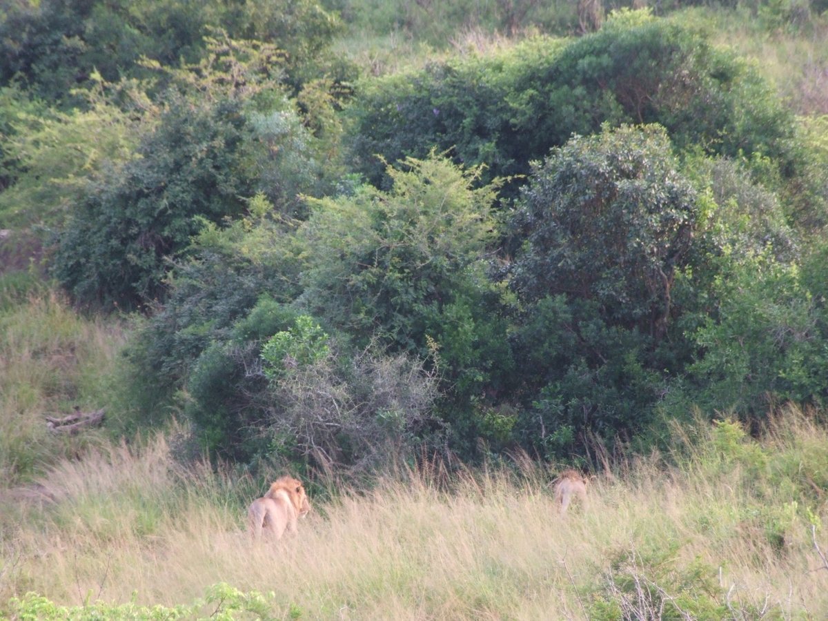 Fleeting glimpses spanning an hour. I just sat alone, watching, waiting, smiling. Would you like to be here on a #wildlifewednesday? Speak to us & lets plan this into your #safari  #holidays  #Travel   plans for your #adventuretravel to #kwazulunatal #SouthAfrica #Lions