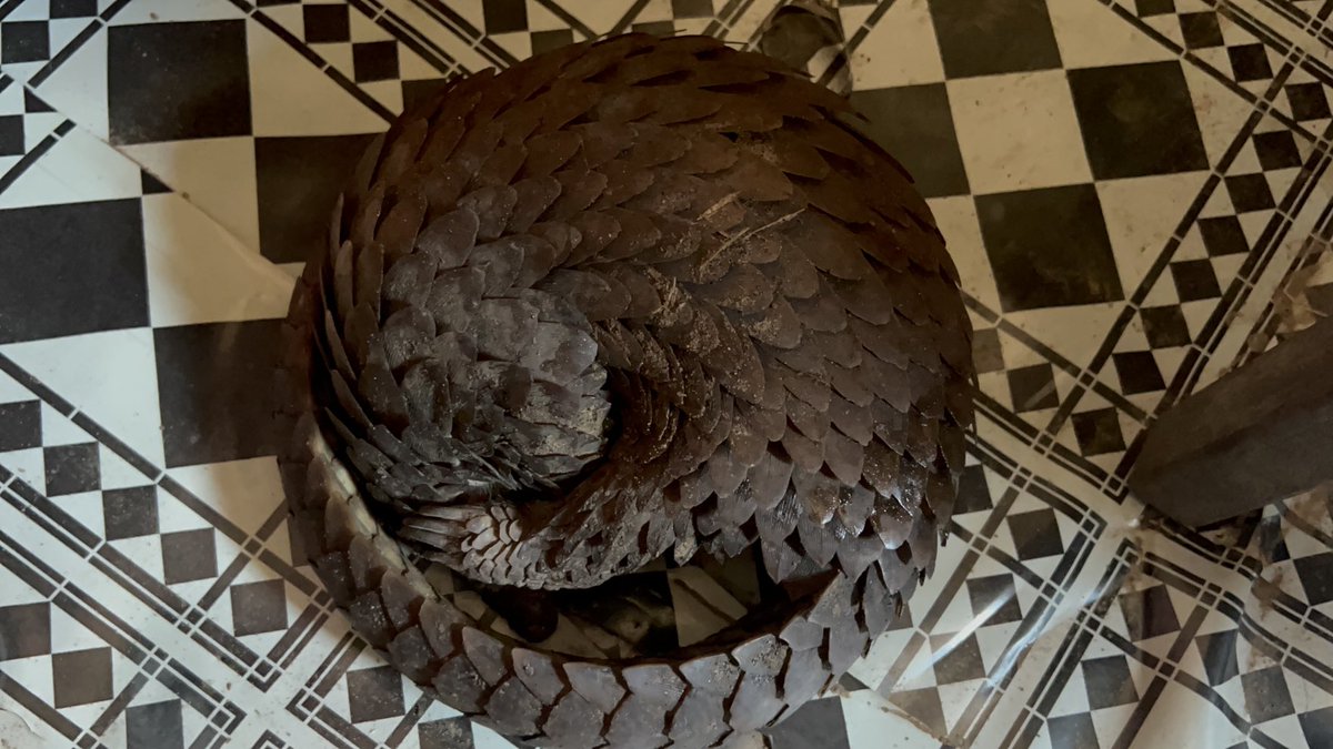 Last night, ⁦@ConservC⁩ swift action rescued a white-bellied pangolin from the clutches of illegal wildlife trade near Lodja, Sankuru. This noble creature, sold for a mere $50, now awaits vet assessment before its triumphant return to the wild.