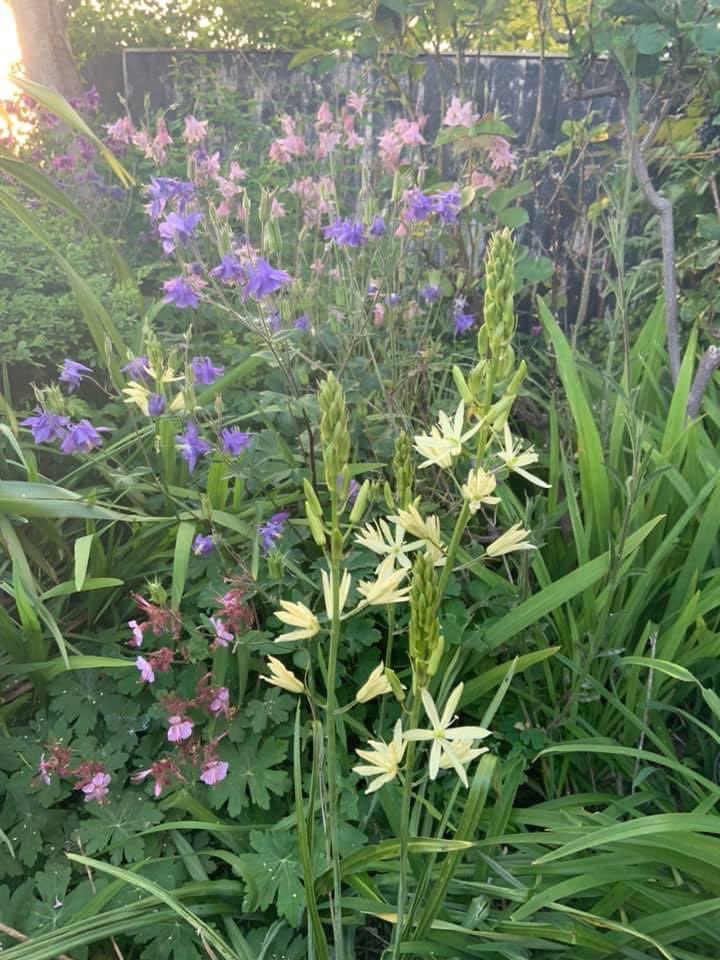 The border along my driveway is beginning to explode into spring..Camassia and Aquilegia to start..