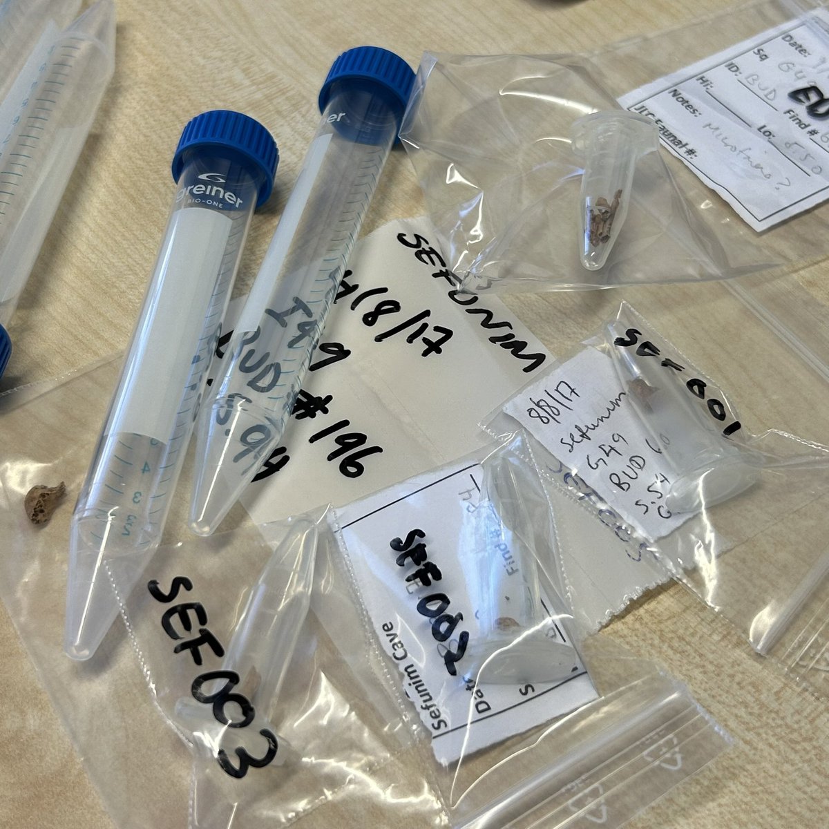 PaleoBIRD IS GO!! The first samples from Sefunim Cave are hitting the EDTA today. Lets see what the stable isotope values can tell us about the pigeons of square G49! #soexcited #heyholetsgo #stableisotopes #archaeology #palaeolithic #thepaleobirdproject