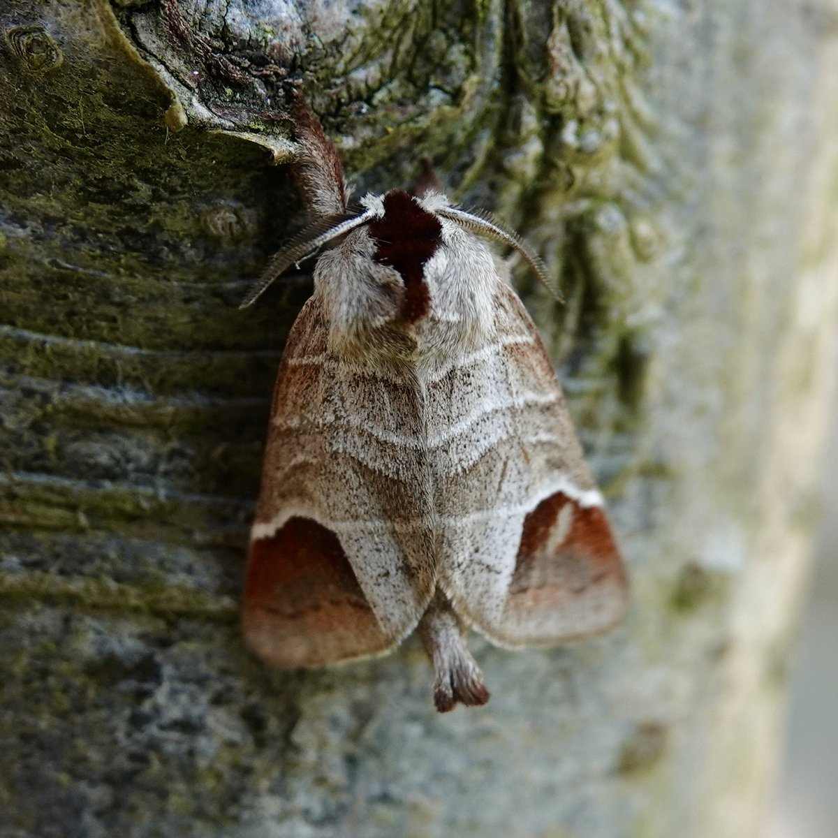 Chocolate-tip to light in Essex

#MothsMatter #NatureBeauty #TwitterNatureCommunity #wildlifephotography