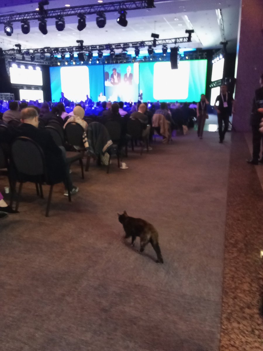 At @WLNCofficial /iCure stroke meeting. Excellent convention with highest density of knowledge and new technology exhibition. 

Also appearance of a new species in the meeting hall heralding an emerging cross-species interest to the endovascular neurosurgery and #stroke field...