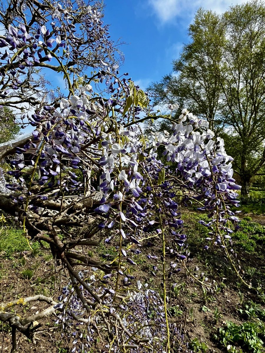 The Millennium Garden is the place to head as our Wisteria Arch is in spring flower. Can’t make it this spring? Wisteria has a second flowering period in August. 📷 Assistant Gardener, Lesley #WisteriaWednesday #PensthorpeGardens