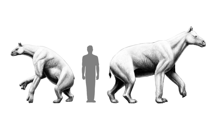 Horse-like heads and long arms with claws: These #ungulates, related to today's rhinoceroses, horses and tapirs lived in southern Germany 11.5 million years ago - #fossil finds from the #Hammerschmiede excavation site show. 👉sgn.one/vyt @uni_tue