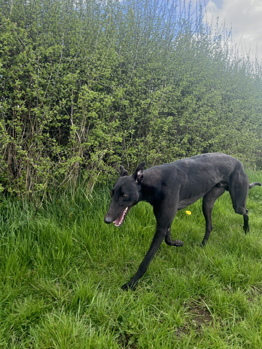 ProtheroeTerry's tweet photo. #FlashRichthejourney continues Saturday @perrybarrdogs #watchtherejourney @Davidtitterton1 @Bwalker1311 #ianwalker #Debs @ProtheroeSarah @GarthAlan https://t.co/KBh9H7ol2V