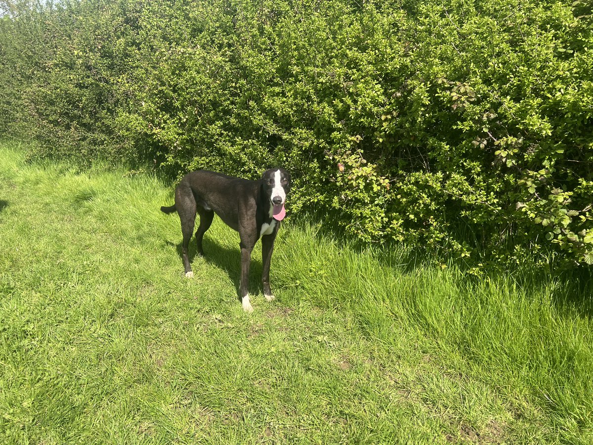 ProtheroeTerry's tweet photo. #FlashRichthejourney continues Saturday @perrybarrdogs #watchtherejourney @Davidtitterton1 @Bwalker1311 #ianwalker #Debs @ProtheroeSarah @GarthAlan https://t.co/KBh9H7ol2V