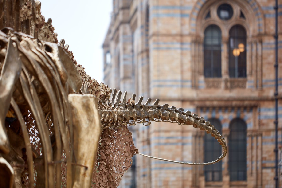 The transformed gardens at the @NHM_London are opening on 18 July! 🌿 This summer, visitors can rest, connect with nature and explore the gardens in the heart of London. Its part of the Urban Nature Project, which has been supported by a £3.2million #NationalLottery grant.
