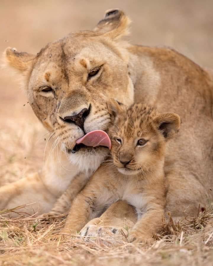 Lioness with very young cub. Time for your bath. Credit to Irena Or