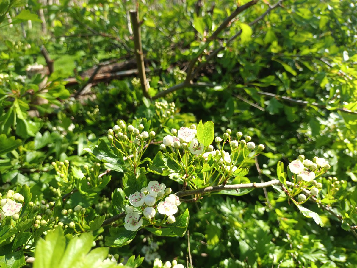 Celebrate Biodiversity Week at a Hedge Walk in Co. Sligo Friday 17th May Explore the plants & animals of hedgerows, how they protect our land from drought and flooding, and best practices for nature-friendly hedgerow management. Register Here: hedgerows.ie/sligo-hedge-wa…