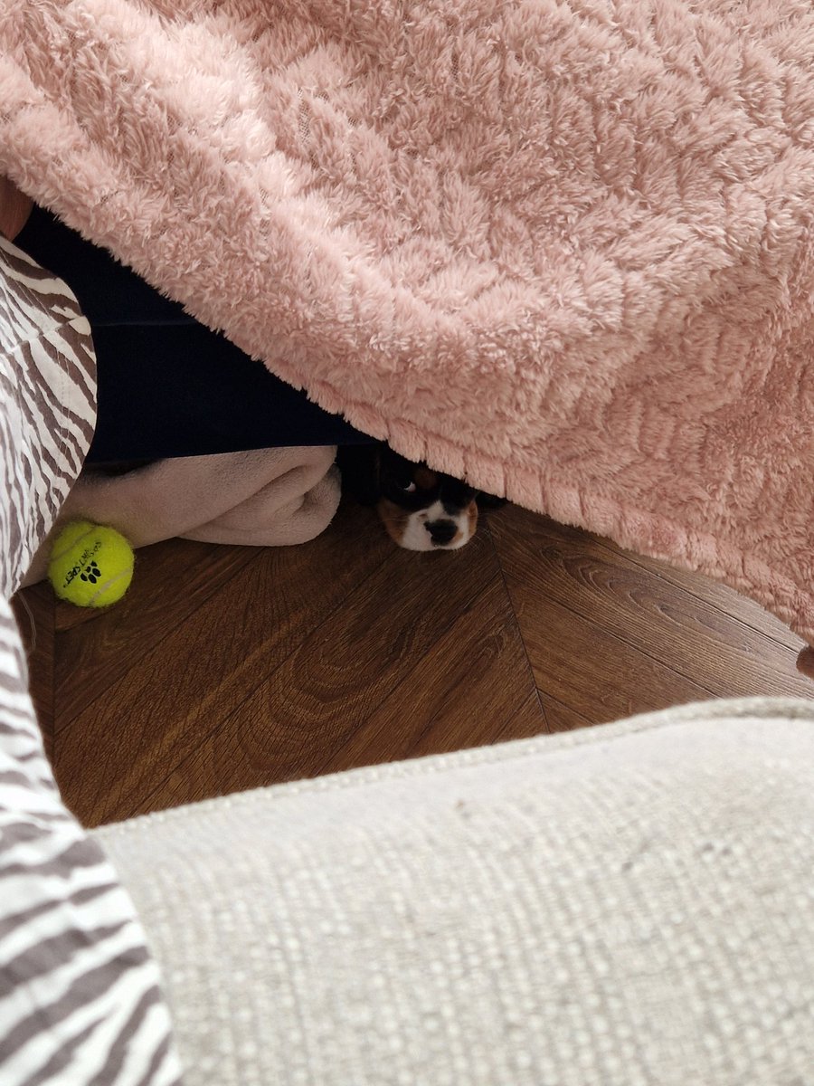 For a moment I thought I had lost Belle and the I saw her little face under the settee 🤣🩷