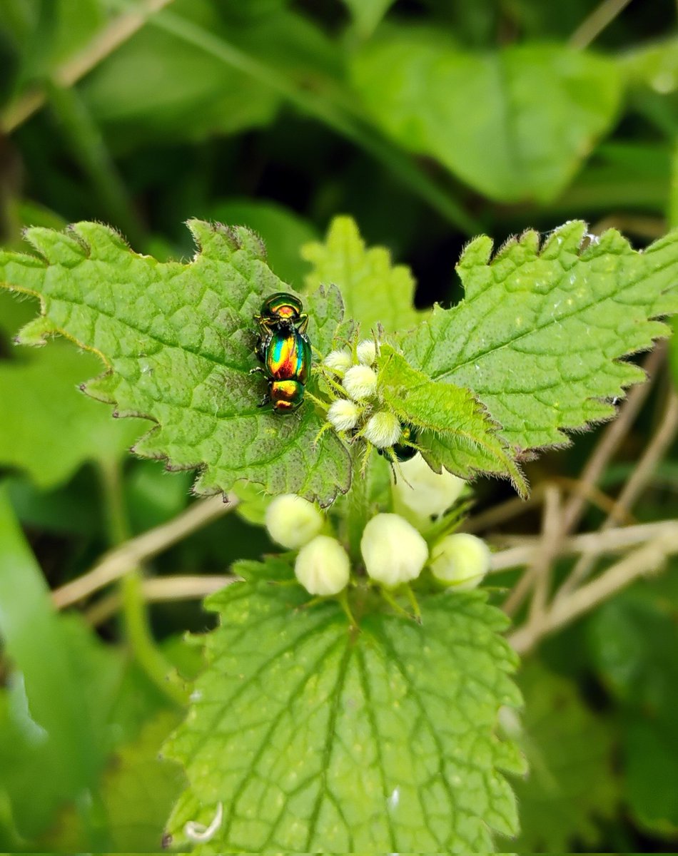 Dead nettle leaf beetles Chrysolina fastuosa in Fife yesterday. I'd never seen any before @AshWhiffin @Buzz_dont_tweet @NatureScot #Beetles #coleoptera