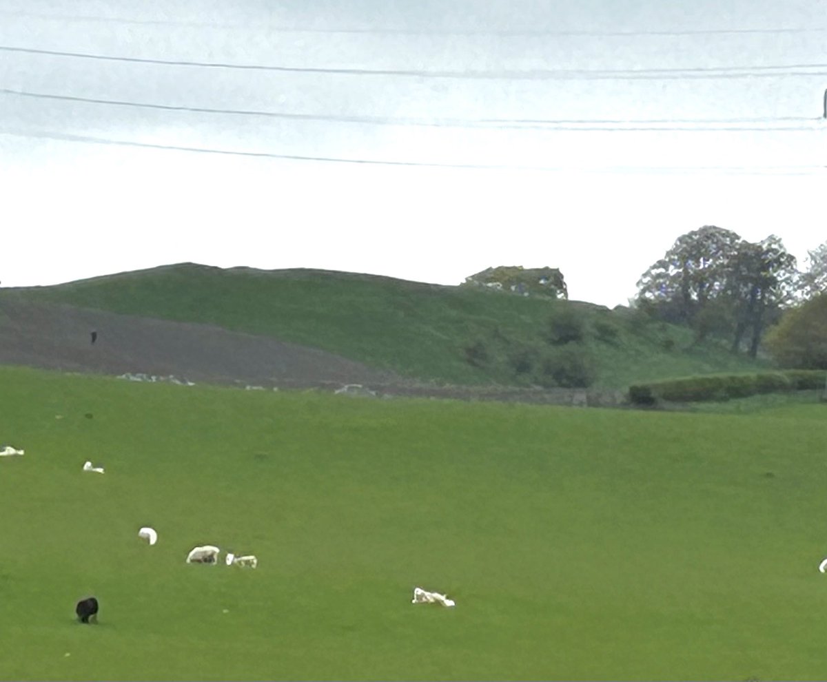 During our recent trip to the Borders, drove past Clerklands - a small #partialmultivallate #contour #fort on a hill near Hawick. Stands at 234m, with 2 entrances. The interior is featureless. Last photograph ours..…spot the #hillforts visitor! 
#HillfortsWednesday