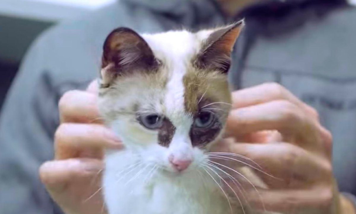 Kitten Thrown Out By Her Owners This is the story of kitten that was abandoned by her owners, luckily this caring couple were nearby and set out to rescue her... Watch it here 👉 buff.ly/473eshu