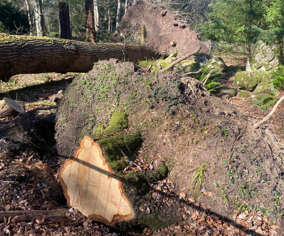I'm happy to share that our paper has been published in Forest Ecology and Management, @IUFRO 10th Wind and Trees Conference special edition. 'Localised damage patterns to oak during severe UK storms in winter 2021': authors.elsevier.com/sd/article/S03… A huge thanks to all authors involved