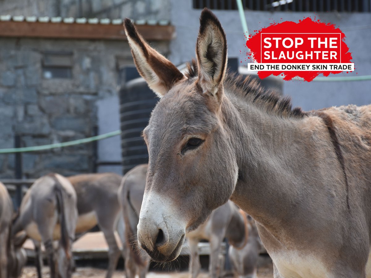 𝗕𝗥𝗘𝗔𝗞𝗜𝗡𝗚: On #WorldDonkeyDay, we applaud news that @emirates are implementing a ban on the carriage of donkey skins on flights. 🛑✈️

The ban serves to disrupt the global trade in donkey skins and acts as a rallying cry for the transport sector ➡️ bray.news/3Kbt7gx