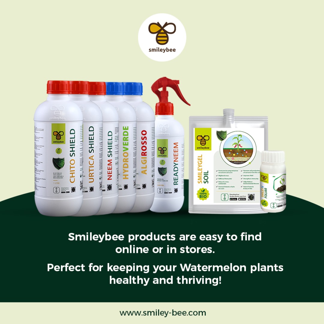 SmileyBeeLtd's tweet photo. Boost your Watermelon Garden with Hydroverde, Algirosso, and Nutriosso from Smileybee! Ensure vibrant growth from germination to ripening for juicy, healthy fruits. Defend against pests and fungi with Chitoshield and Neemshield. 
#Smileybee #WatermelonGarden https://t.co/YEGmEFP8vm