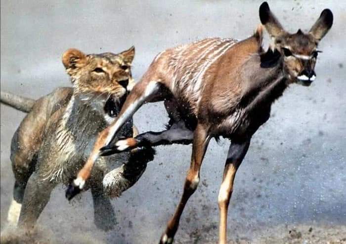 Every morning, a gazelle wakes up, knowing that it must outrun the fastest lion or be killed; a lion wakes up knowing that, it must run faster than the slowest gazelle or starve. It doesn't matter whether you're the lion or a gazelle–when the sun comes up, you'd better be running