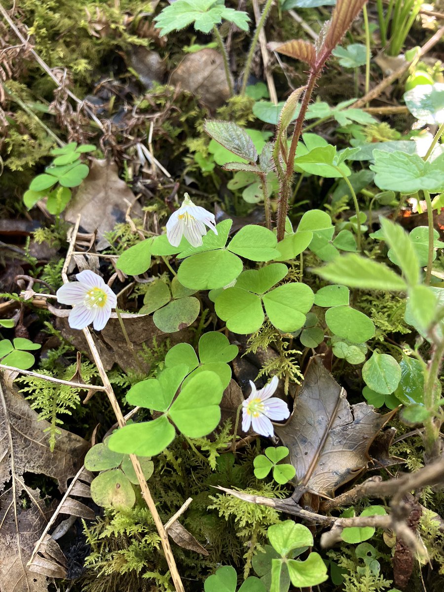 Wood sorrel. Sign of a really ancient hedgerow.