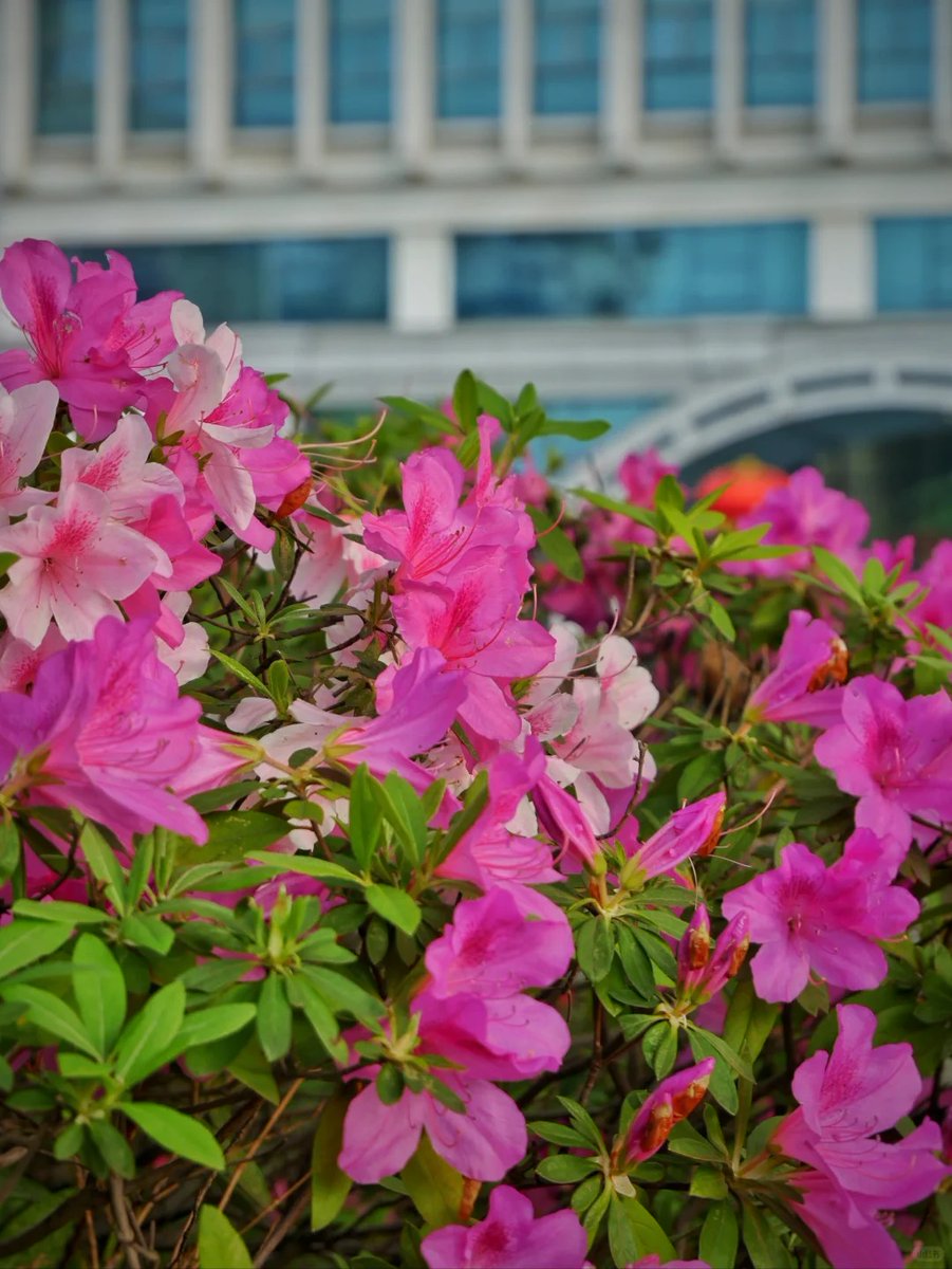 011Flopy's tweet image. "You wish for a beautiful morning like these flowers."