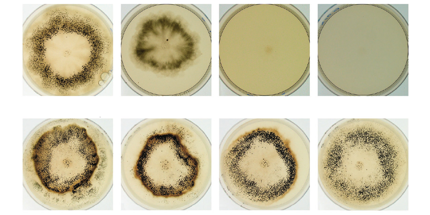 [#mycology] Fungal/bacterial syntrophy of glycerol utilization ✒ Valérie GAUTIER, Tinh-Suong NGUYEN & Philippe SILAR 🔗 cryptogamie.com/mycologie/45/6 #Fungal #bacterial #carbonsource #Glycerol #syntrophy
