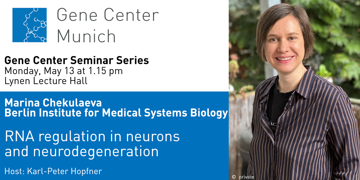 📣We look forward to Marina Chekulaeva's lecture on May 13 at 1.15 pm. She will talk about RNA regulation in neurons and neurodegeneration. Welcome Marina🤗 @chekulae @BIMSB_MDC