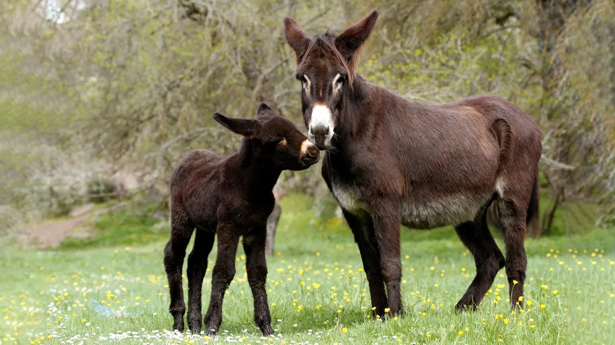🌟🐴 Happy World Donkey Day! 🌟🐴 Today, we celebrate these gentle, hardworking creatures who have been loyal companions for centuries. We need to treat them with kindness, respect, and proper care. #WorldDonkeyDay #DonkeyAppreciation 🌟🐴

📸 - @ScienceNews