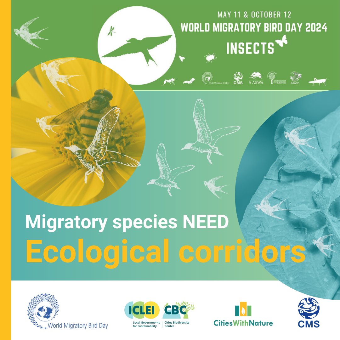 🦤The 1st State of the World’s Migratory Species report highlights migratory species in crisis. Cities & regions built around vital habitats play crucial roles in conserving #MigratorySpecies & #EcologicalCorridors. cms.int/en/news/press-… #WorldMigratoryBirdDay #WMBD2024 @WMBD