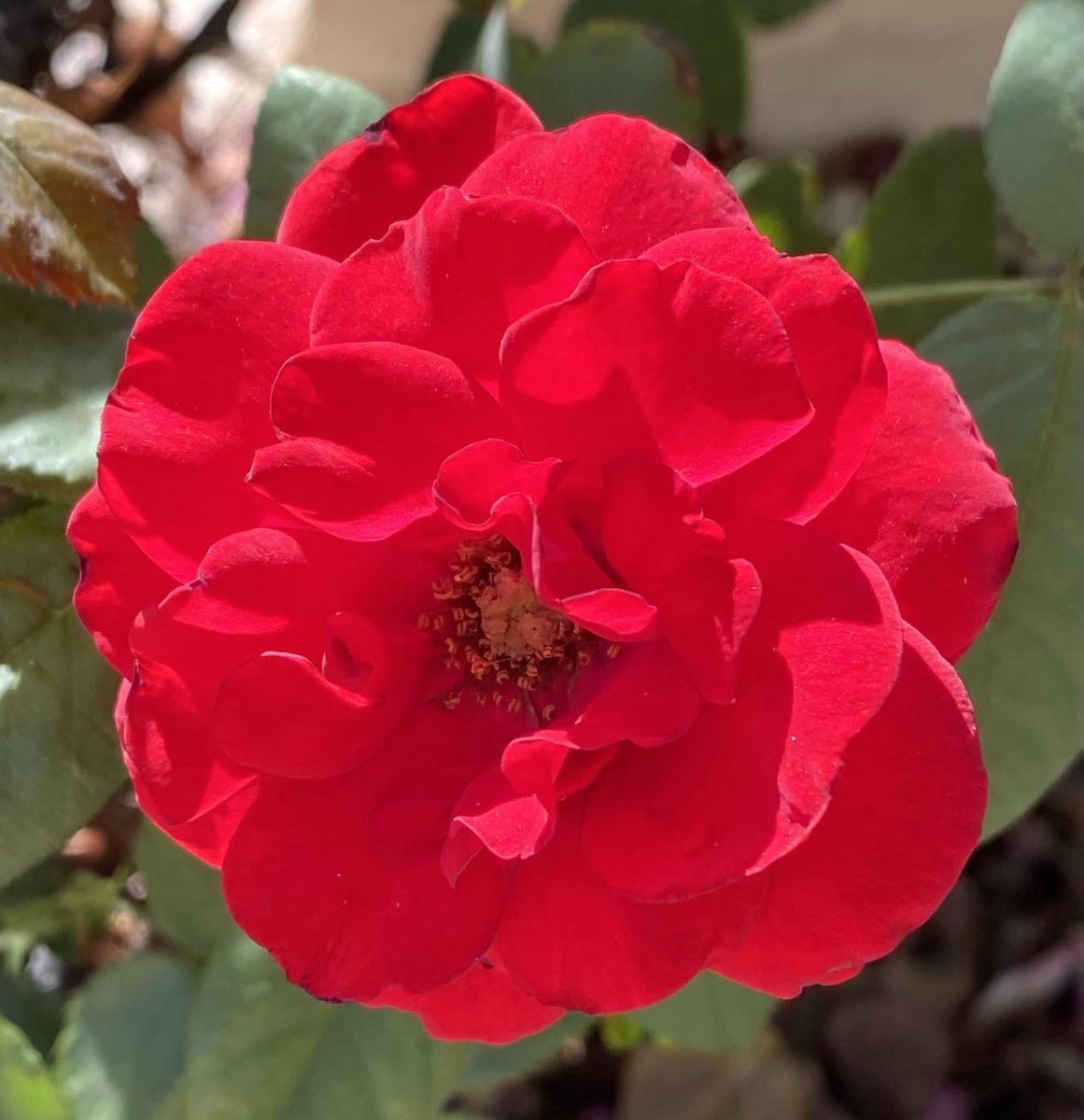 Happy #RoseWednesday from the Arizona desert.🌵🌹 Hope you’re enjoying a wonderful week! #flowers #gardening