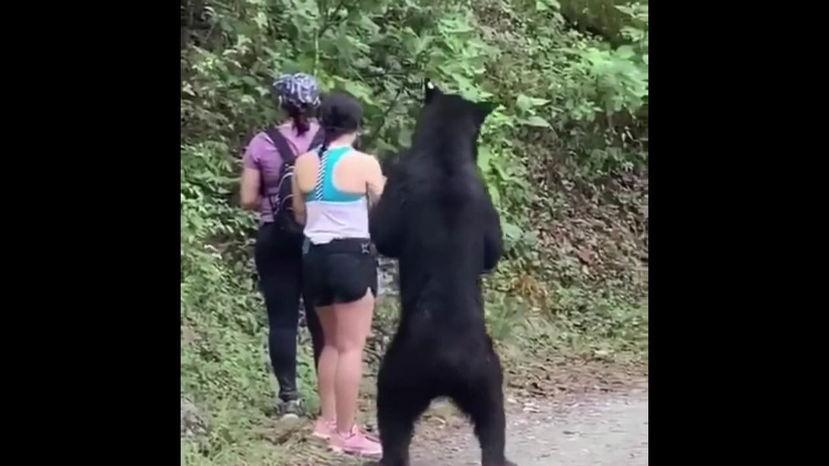 Actual image of a bear escorting a woman back to safety (thank goodness she didn't come across a man instead!)