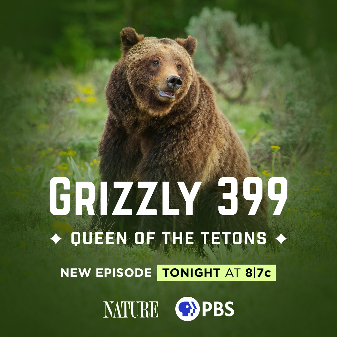 Get to know the most famous bear on Earth. 'Grizzly 399: Queen of the Tetons' premieres Wednesday, May 8 at 8/7c on PBS. @thomasdmangelsen #NaturePBS