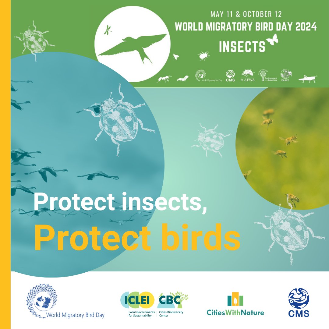 #CitiesWithNature that protect insects also protect #MigratoryBirds Green spaces and water can support thriving insect habitats, which in turn provide nutrition, hydration & resting stops for migrating birds 🦜🌍 worldmigratorybirdday.org #WorldMigratoryBirdDay #WMBD2024 @WMBD