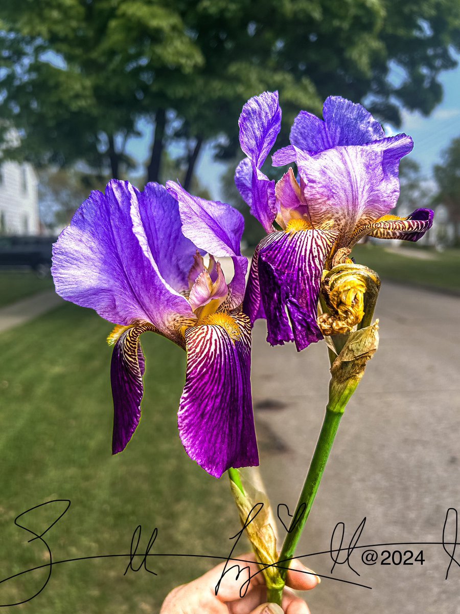 Wisdom does not have a scent; 
Yet it grows patient within the soul; 
Will it teach us how to loving kindness each other in mindfulness, might, and meant?
With perseverance they cannot break us we are whole;
Loving kindness times infinity percent.