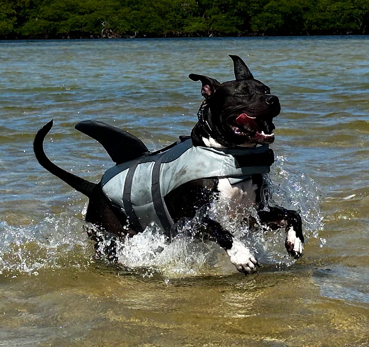 Sunday funday we took the dogs paddleboarding…

Likely the perfect adventure 

Yes, that’s a real #sharkdog