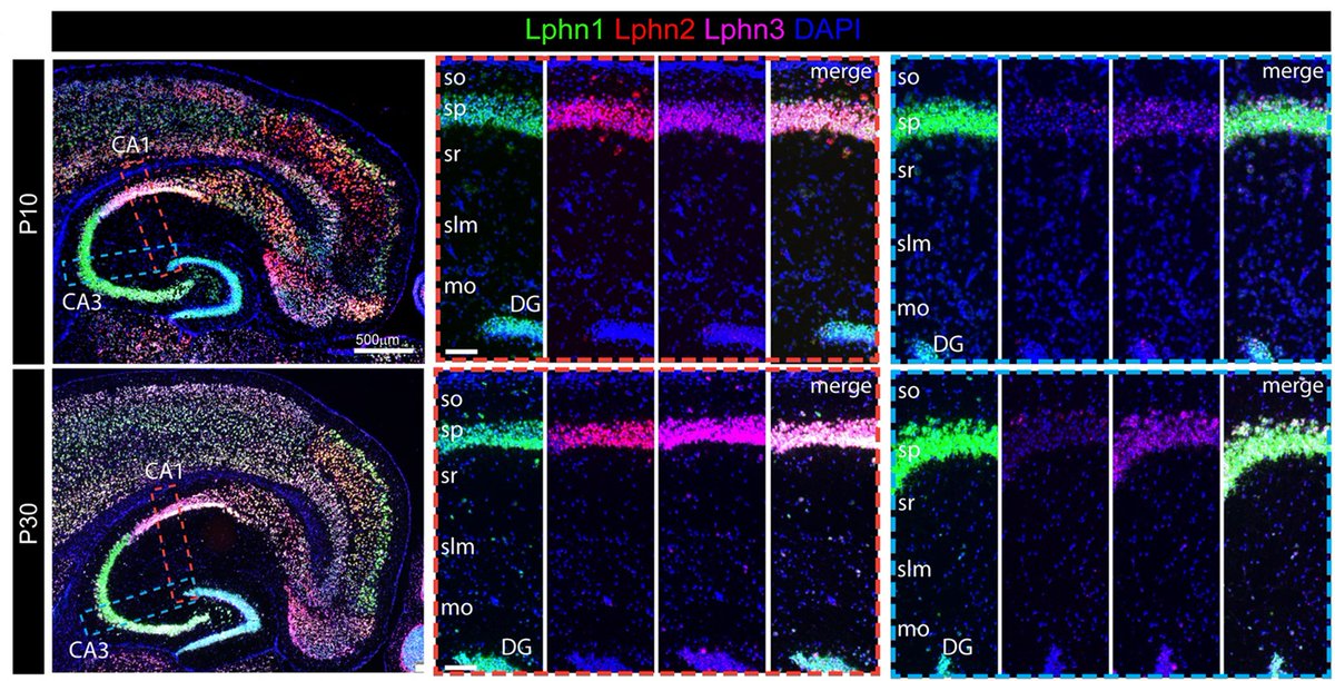 Teneurins & latrophilins form a transsynaptic complex implicated in hippocampal circuit assembly. @KifLiakathAli &co provide a spatiotemporal map of #teneurin & #latrophilin expression in the #hippocampus of mice during early development #PLOSBiology plos.io/3wp1jls