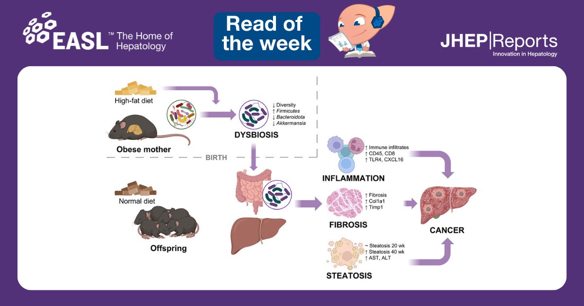 In today's #readoftheweek📚, learn how maternal obesity increases female offspring’s susceptibility to #HCC. Read here this open-access JHEP Reports article: jhep-reports.eu/article/S2589-… 🙏@BeatMoeckli @DocAndreaPeloso et al. #LiverTwitter