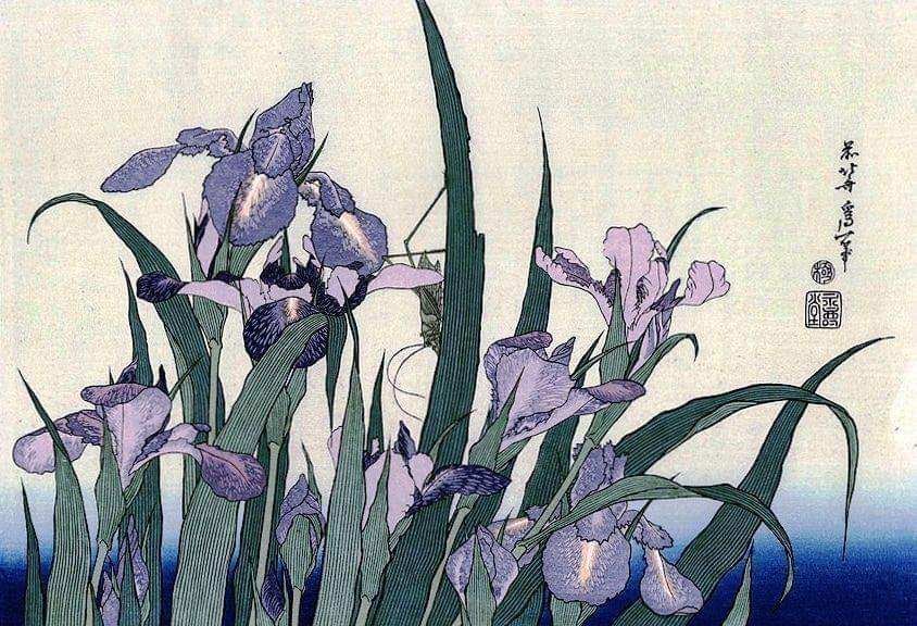 Hokusai 'Iris Flowers and Grasshopper '