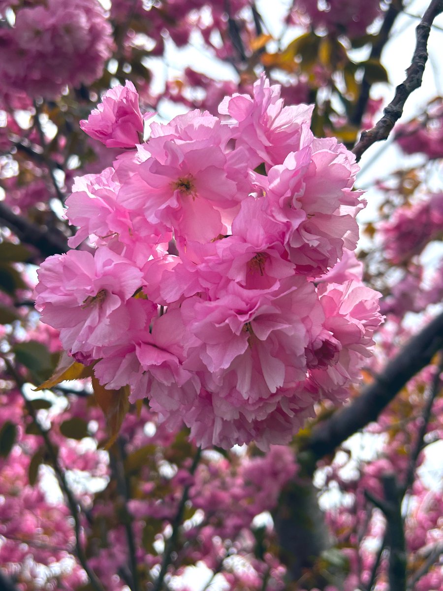 🌸おやすみなさい🌸24.5.8水曜日
今日はちょっと疲れ気味でしたが
八重の桜がそんな気持ちをふんわり