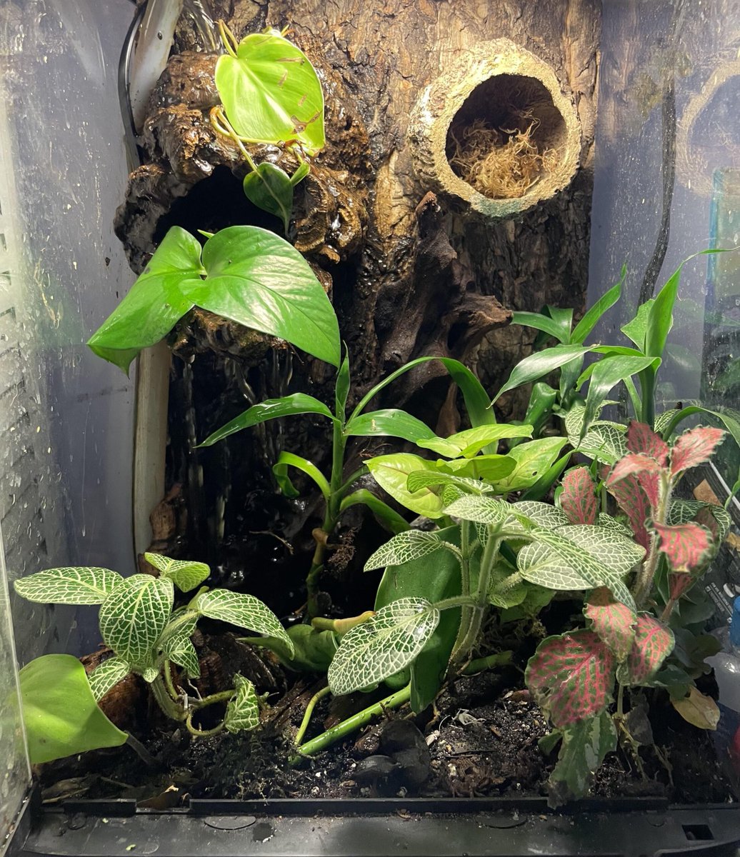 my first waterfall tank. what is it missing? allforgardening.com/849011/my-firs… #HorticultureTerrariums